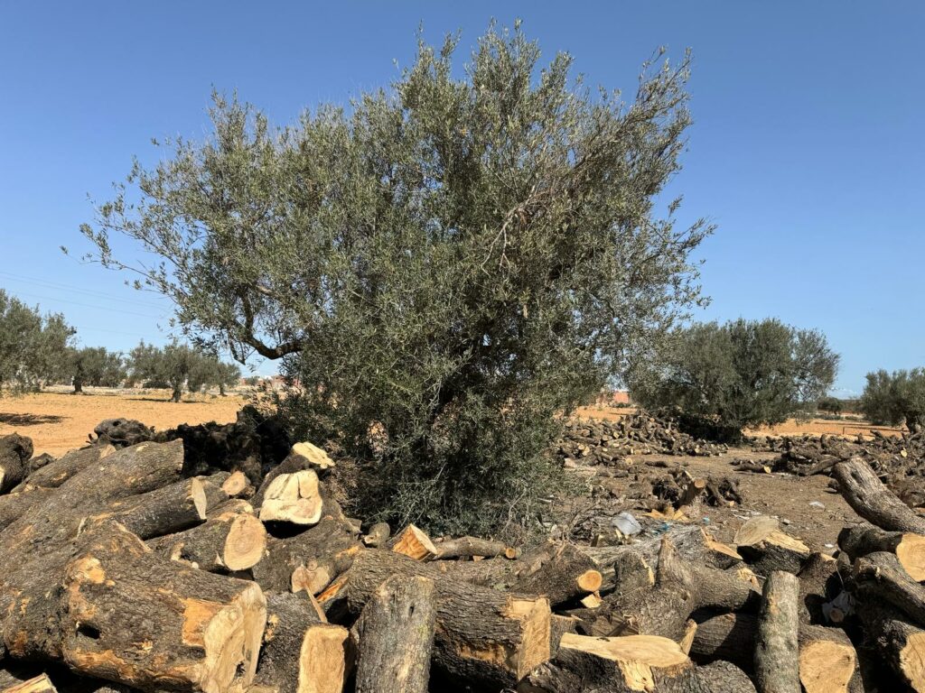 Le Bois d'Olivier en Tunisie Entre Tradition et Protection